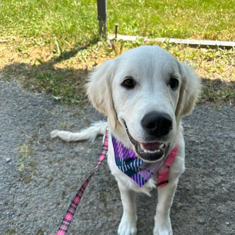 Jalea Morgan golden retriever puppy.